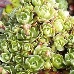 Sempervivum - Dachwurz - Hauswurz